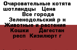 Очаровательные котята шотландцы › Цена ­ 2 000 - Все города, Зеленодольский р-н Животные и растения » Кошки   . Дагестан респ.,Кизилюрт г.